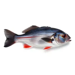 Flagfish