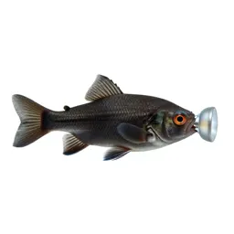 Flashlight fish