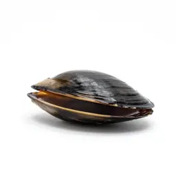 Freshwater mussel