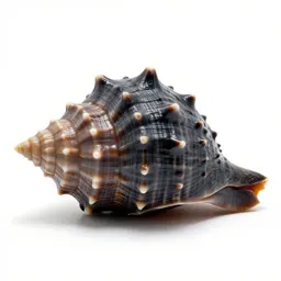 Giant conch