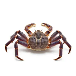 Giant crab