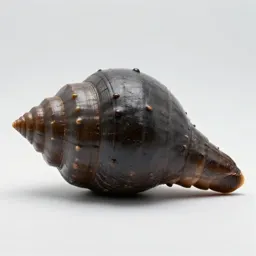 Giant northwest shipworm