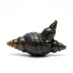 Goose barnacle