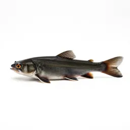 Gudgeon