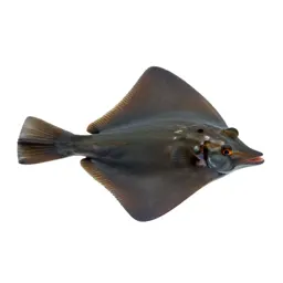 Guitarfish