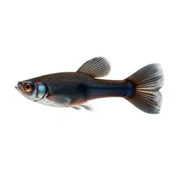 Guppy