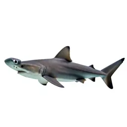 Hammerhead
