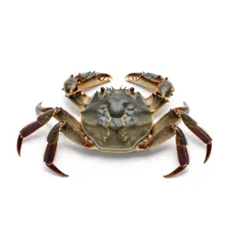Hard-shell crab