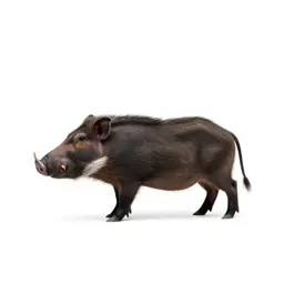Hog sucker