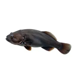 Holocephalan