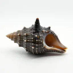 Keyhole limpet