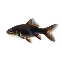 Killifish