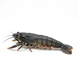Krill