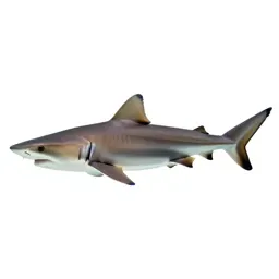 Lemon shark