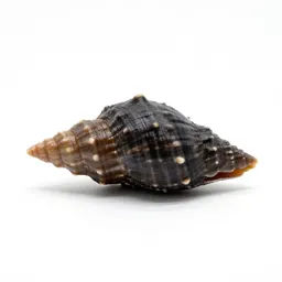 Limpet