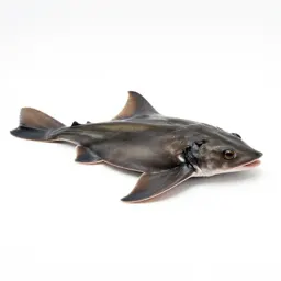 Little skate