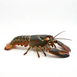 Lobster