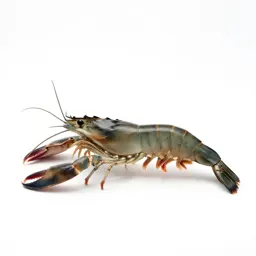 Long-clawed prawn