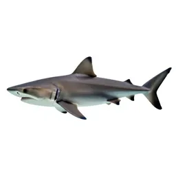 Mackerel shark