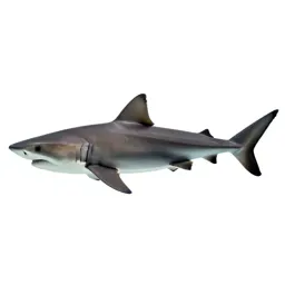 Mako