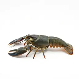 Malacostracan crustacean