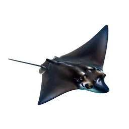 Manta