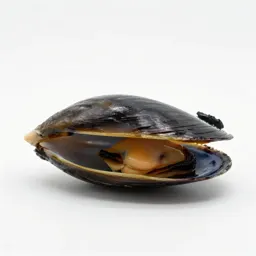 Marine mussel