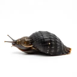 Mollusk