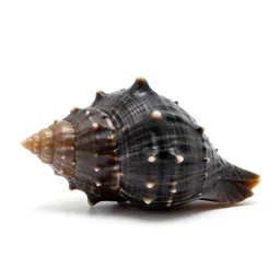 Moon shell
