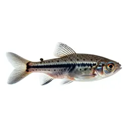 Mosquitofish