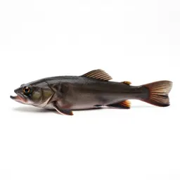 Mummichog