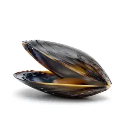Mussel