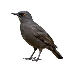 Nerita
