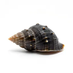 Neritid