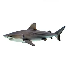 Nurse shark