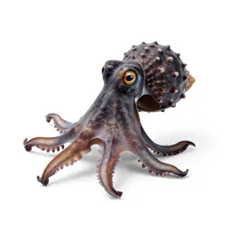 Paper nautilus