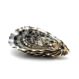 Pearl oyster