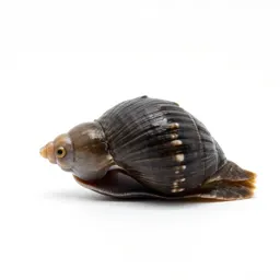 Physa