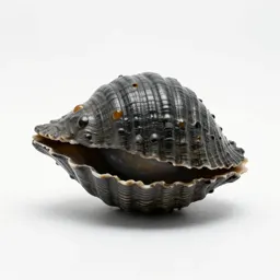 Piddock