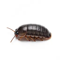 Pill bug
