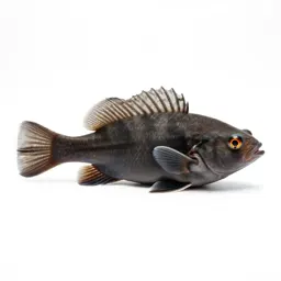Platy