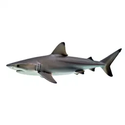 Porbeagle