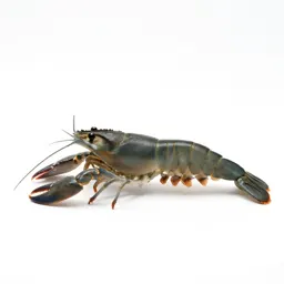 Prawn
