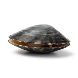 Quahog