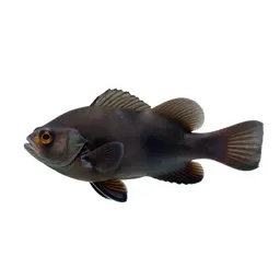 Rabbitfish