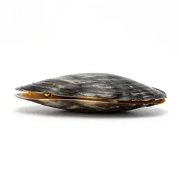 Razor clam