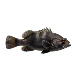 Reef squirrelfish