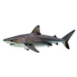 Requiem shark