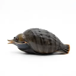 River limpet