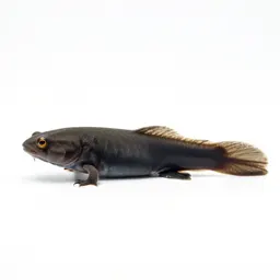 Rivulus